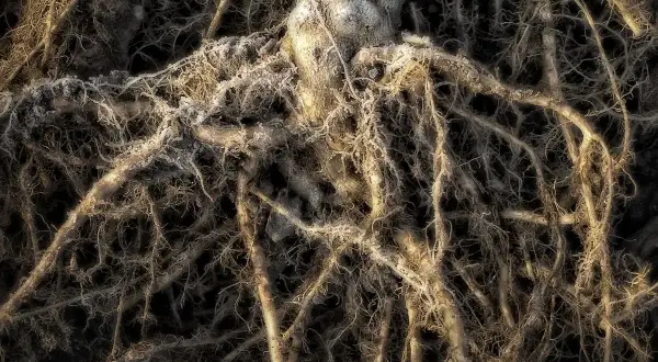 Intricato groviglio di radici, alcune spesse e nodose, altre sottili e ramificate, coperte da una sottile brina. Un paesaggio sotterraneo che ricorda un ecosistema micosat.