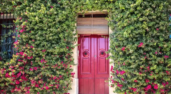 Un ingresso incantevole con una porta rossa vivace, incorniciata da rigogliose piante rampicanti da interno cariche di fiori fucsia.