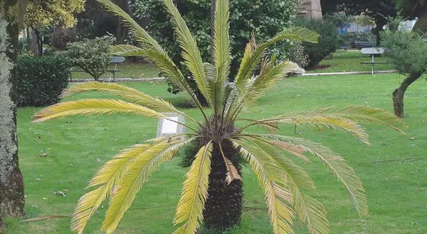 Cycas con foglie ingiallite, possibili **cycas malattie foglie**. Il tronco è scuro e rugoso, le fronde pendono sul prato verde.