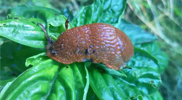 Lumaca marrone su foglie verdi. Un esempio di antilumaca naturale fai da te, creato con ingredienti semplici per proteggere le piante.