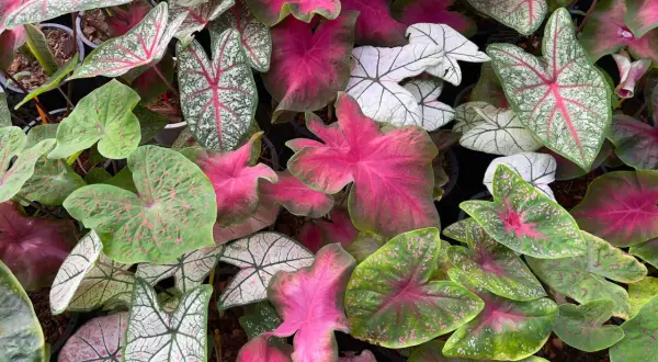 Un tripudio di foglie di caladium pianta: verdi, rosa acceso e bianche con venature rosse, creano un mosaico vibrante.