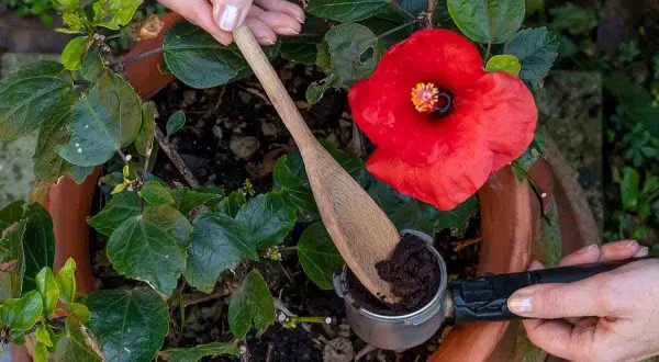 Mani aggiungono fondi di caffè a un ibisco rosso. Scopri quali piante non concimare con fondi di caffè per evitare danni.