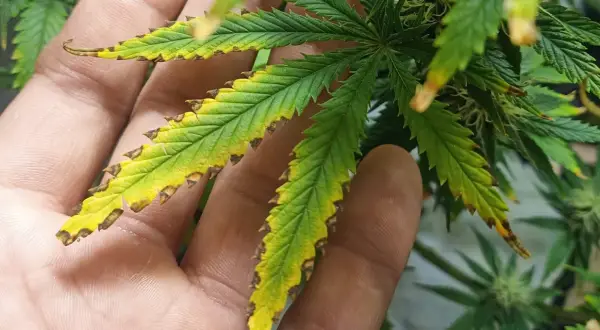 Foglie di cannabis con punte bruciate e ingiallite, segno di stress. La mano che le tiene mostra la gravità del problema, forse un eccesso di nutrienti al top max.