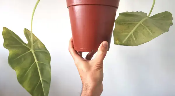 Mano che tiene un vaso di Alocasia con foglie ingiallite, possibili segni di alocasia malattie.