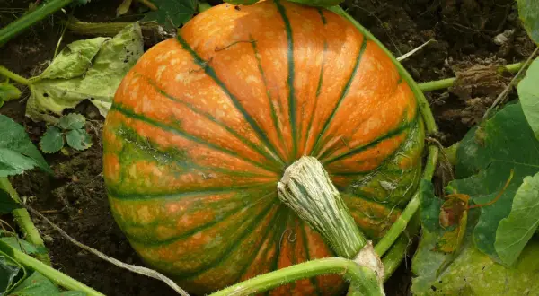 Una giovane pianta di zucca con una zucca arancione e verde striata, ancora attaccata al suo fusto, cresce tra le foglie.