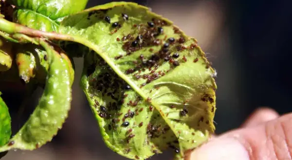 Foglia verde infestata da afidi, alcuni neri, altri rossastri, che producono melata.