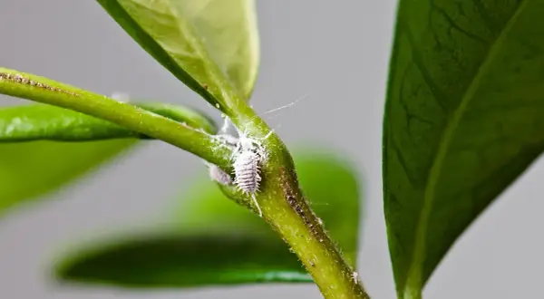 Insetto bianco lanuginoso, una cocciniglia a scudetto, si nasconde tra le foglie verdi di una pianta.