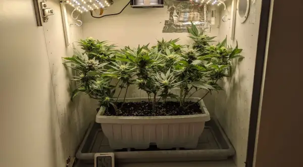 Small cannabis plants growing in a white planter inside a grow box with LED lights and a thermometer.