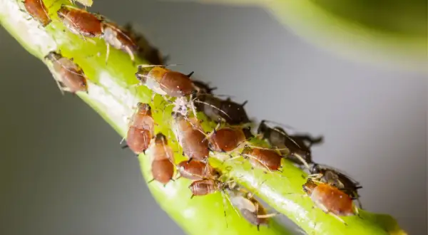 Un gruppo di afidi, noti parassiti delle piante grasse, si aggrappa a un fusto verde.