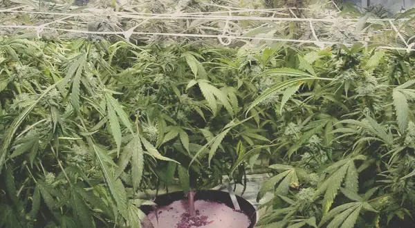 Piante rigogliose in un ambiente controllato, un vero bio heaven per la crescita.