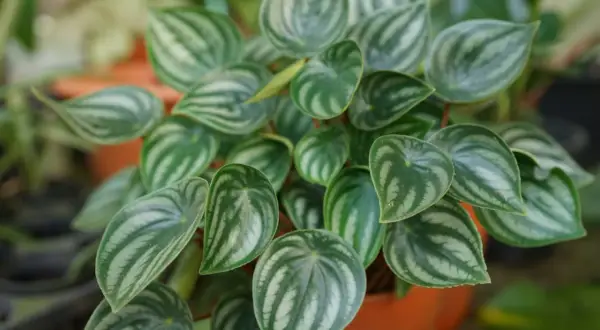 Peperomia watermelon con foglie verdi e argentate. La sua cura è semplice, ama luce indiretta e poca acqua.