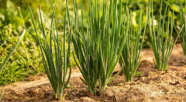 Filari di cipolle verdi appena piantate in un orto, con fusti sottili e verdi che spuntano dal terreno coperto di paglia.