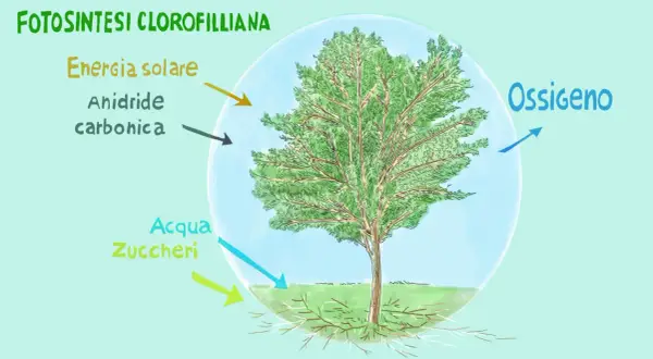 La fotosintesi clorofilliana produce ossigeno, energia solare, anidride carbonica, acqua e zuccheri.