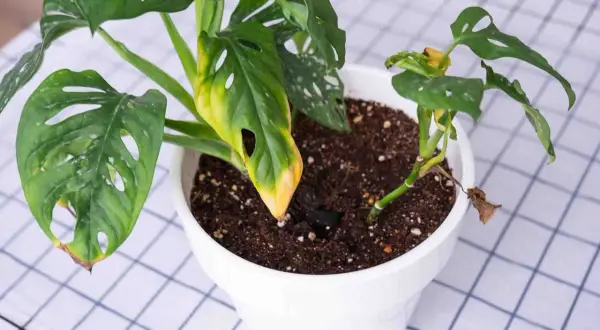Pianta di Monstera con foglie ingiallite e secche, possibili segni di parassiti delle piante fiorifere o problemi di cura.