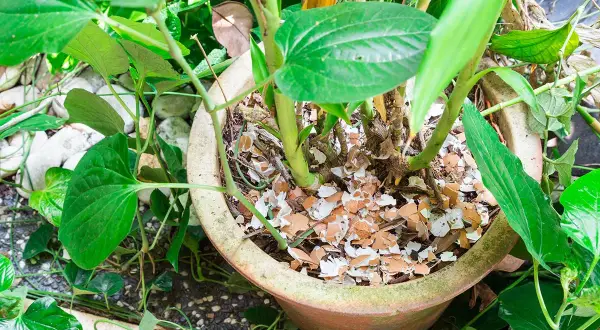 Gusci d'uovo tritati nel vaso, un fertilizzante naturale per le tue piante.