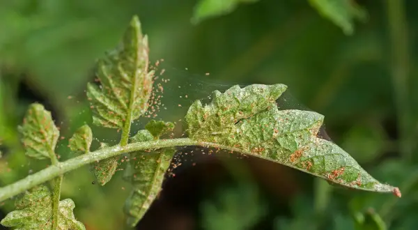 Foglia di pomodoro infestata da acari neri, con sottili ragnatele che coprono le piccole creature.