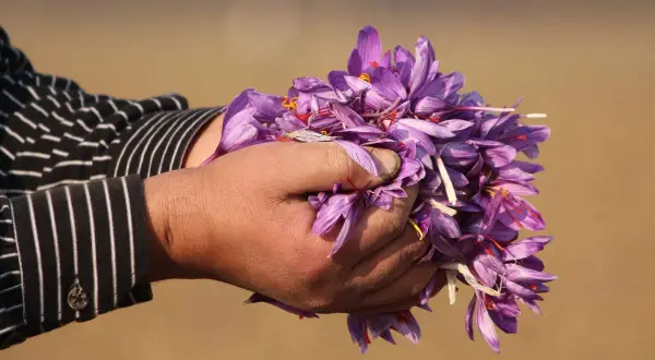 Mani raccolgono fiori viola, segno della preziosa coltivazione zafferano.