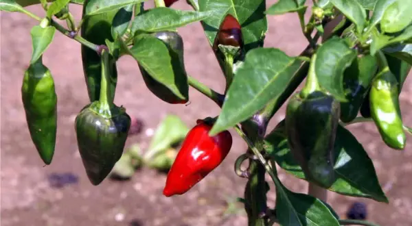Peperoncini verdi e rossi su un ramo. Alcuni sono ancora acerbi, altri maturi, pronti per misurare il loro piccantezza Scoville.