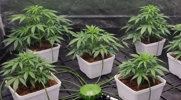 Piante di cannabis in vasi bianchi, collegate a un sistema di irrigazione Atami Wilma.