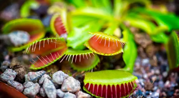 Pianta carnivora Dionea, con trappole aperte e rosse, pronta a catturare insetti. La sua cura richiede attenzione.