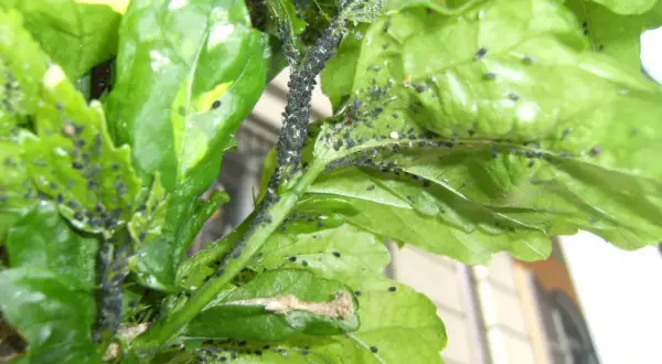 Un'infestazione di cocciniglie nere ricopre i fusti e le foglie di una pianta di basilico, compromettendone la salute.