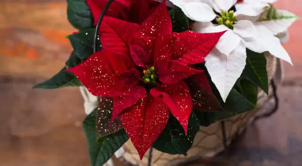 Un cesto con piante natalizie da interno: stelle di Natale rosse scintillanti e bianche, perfette per decorare la casa.
