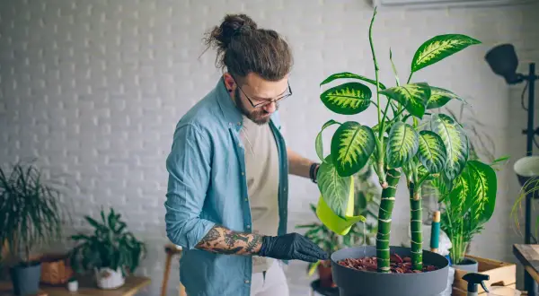 Uomo con guanti neri annaffia una dieffenbachia velenosa, con cura per evitare il contatto.