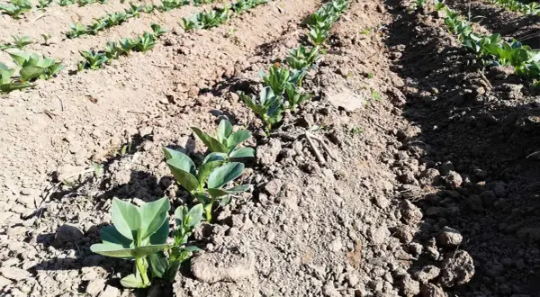 Giovani piantine di fave in un campo arato. È il loro fave periodo, promettono un raccolto abbondante.