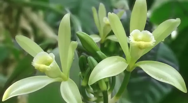 Fiori delicati di una pianta di vaniglia, con petali verde chiaro e un centro giallo.