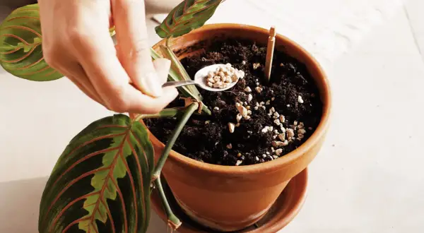 Mano aggiunge perlite, piccoli insetti nella terra dei vasi, per migliorare il drenaggio e la salute della pianta.
