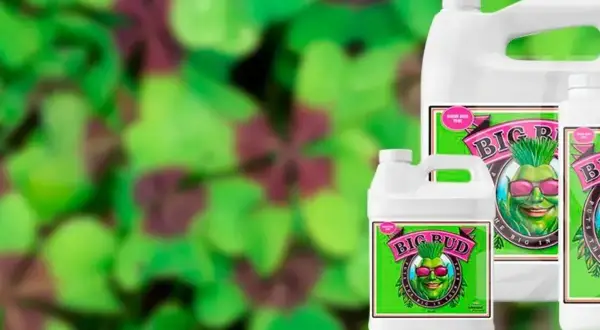 Flaconi di fertilizzante Big Bud di Advanced Nutrients, per un nirvana di crescita rigogliosa.
