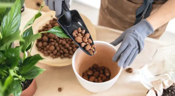 Mani guantate aggiungono argilla espansa in un vaso, ideale per il drenaggio di molte piante.