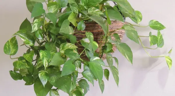 Una rigogliosa pothos pianta ricade da un cesto appeso, le sue foglie verdi e variegate creano un effetto cascata.
