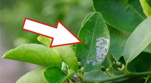 Foglia di limone con gallerie della minatrice serpentina. Scopri i rimedi naturali per combatterla.