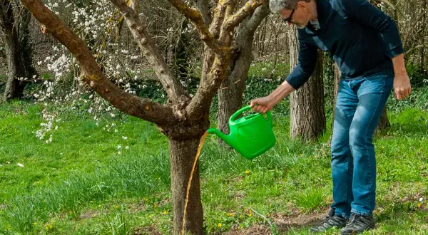 Uomo innaffia un albero con una brocca verde. Il tronco dell'albero è diviso in tre parti, da cui il liquido scorre.