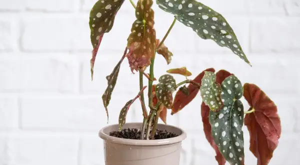 Begonia maculata con foglie verdi maculate di bianco e rossastre, in vaso beige.