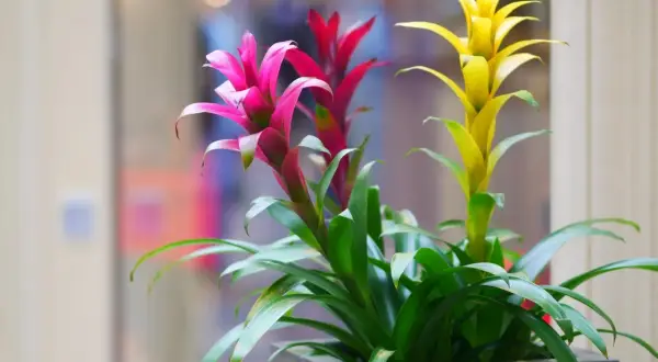 Guzmania in vaso, con fiori rosa, rossi e gialli. La cura di queste piante è semplice, amano luce indiretta e annaffiature moderate.