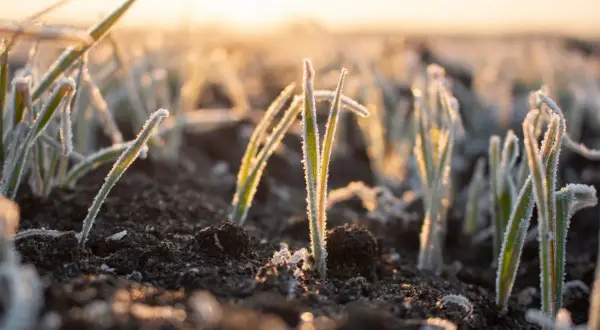 Giovani piantine con brina, illuminate dal sole del mattino. Il calore delle piante resiste al freddo, promettendo crescita.