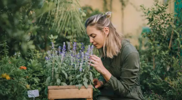 Donna annusa fiori viola in un progetto angolo erbe aromatiche in giardino.
