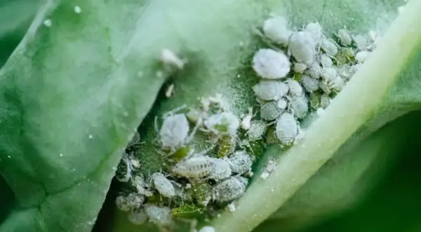 Un gruppo di afidi bianchi e verdi su una foglia verde. Un problema comune per chi vuole eliminare afidi bianchi dalle proprie piante.