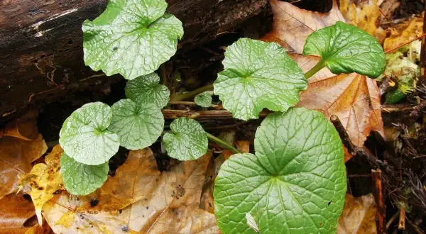 Foglie verdi e lucide di wasabi pianta crescono tra le foglie autunnali cadute su un tronco.