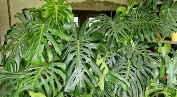 Un folto gruppo di foglie di monstera, alcune con le tipiche fenestrature, si staglia su uno sfondo neutro. La monstera in acqua prospera.