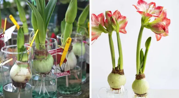 Amaryllis in acqua: bulbi che germogliano in vasi trasparenti, alcuni con fiori rossi e bianchi già sbocciati, altri con foglie verdi e boccioli.