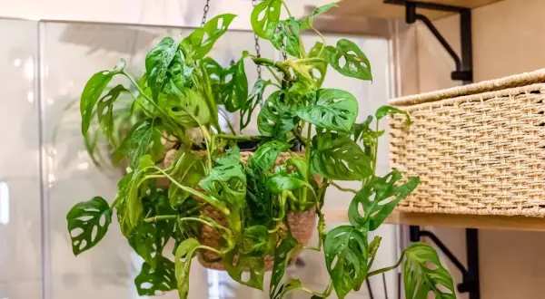 Monstera adansonii, uno dei tipi di monstera più amati, con le sue foglie traforate, pende da un vaso sospeso.