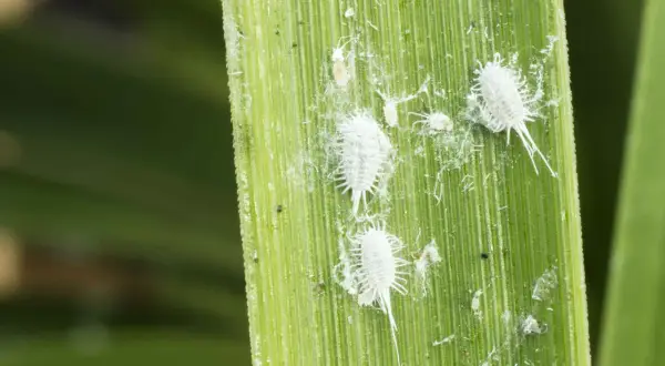 Insetti minuscoli bianchi, simili a batuffoli di cotone, si muovono su una foglia verde.