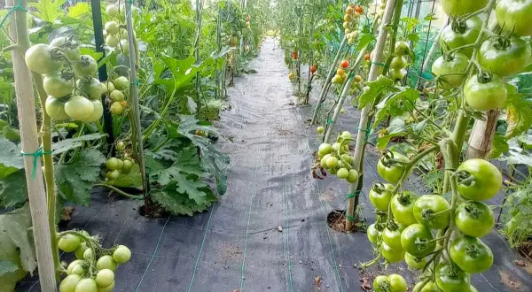 Filari di pomodori verdi, un esempio di come coltivare i pomodori in serra, con piante sostenute da pali e pacciamatura nera.