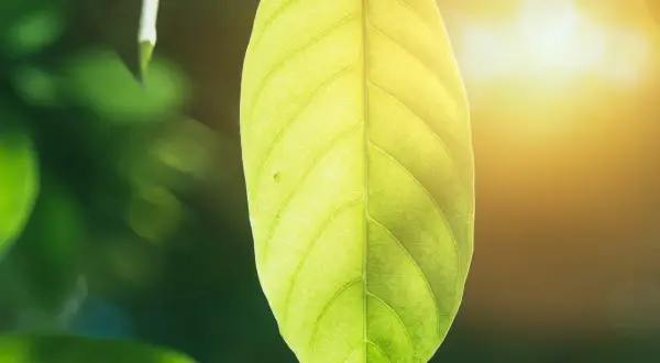 Green leaves and eucalyptus branches frame text about plant respiration for primary school.