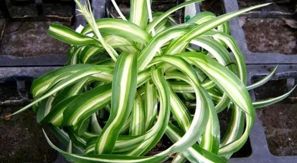 Un rigoglioso spiderplant con foglie verdi e bianche striate, in un vaso nero.