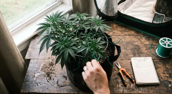 Pianta di cannabis in vaso, con forbici, filo verde e un quaderno per il "bud ignitor" e la crescita.