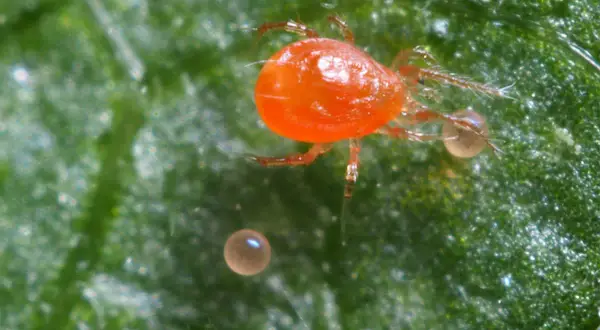 Un ragno rosso grande, con le sue uova, riposa su una foglia verde.